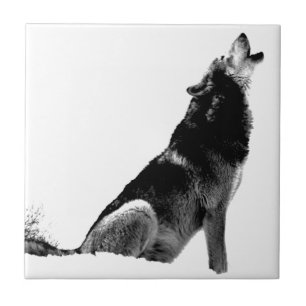 Black White Howling Varg Kakelplatta