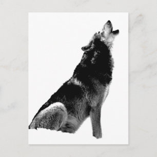 Black White Howling Varg Vykort