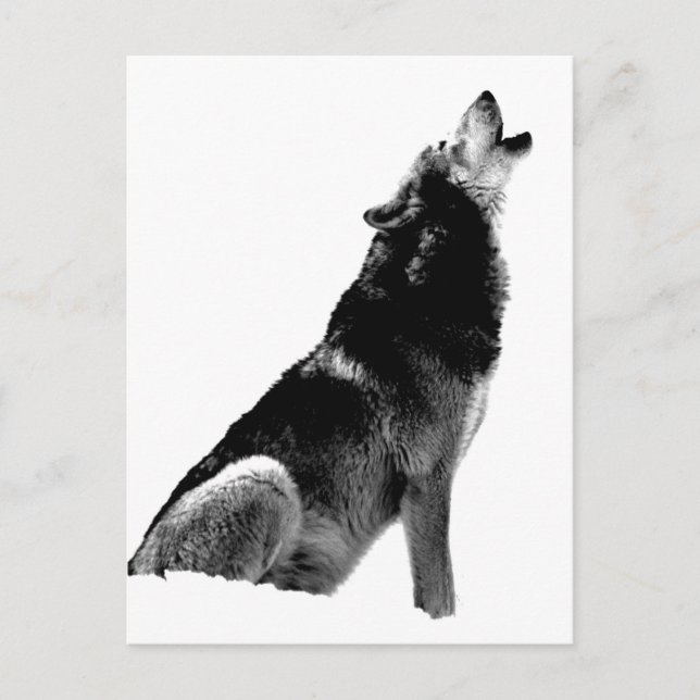 Black White Howling Varg Vykort (Framsida)