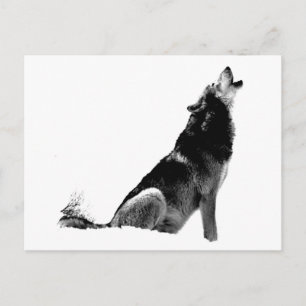 Black White Howling Varg Vykort