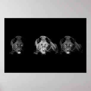 Black & White Jaguar Poster - Vild katt