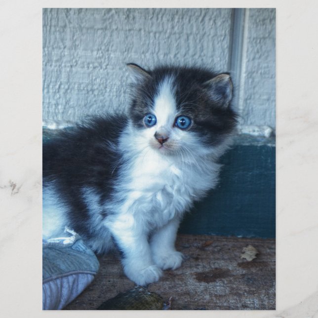 Black + White Kitten (Framsida)