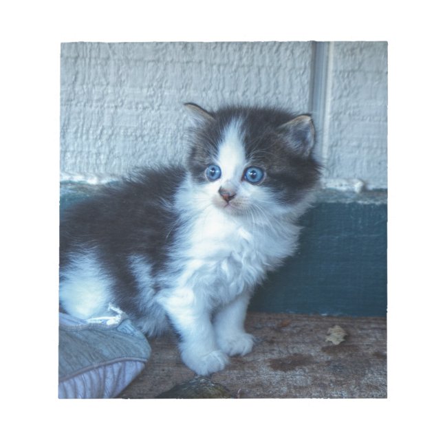 Black + White Kitten Anteckningsblock (Framsida)
