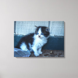 Black + White Kitten Canvastryck
