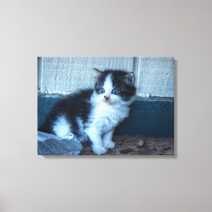 Black + White Kitten Canvastryck