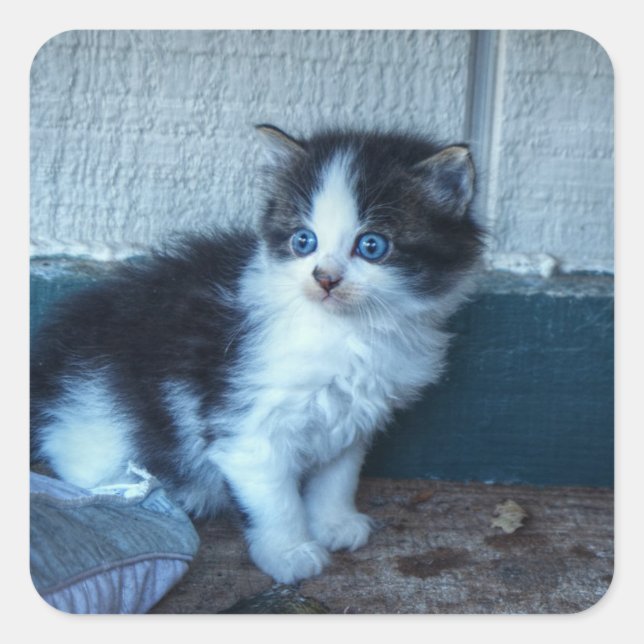 Black + White Kitten Fyrkantigt Klistermärke (Framsida)