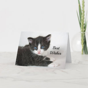 Black White Kitten Grattisar Bröllop Kort