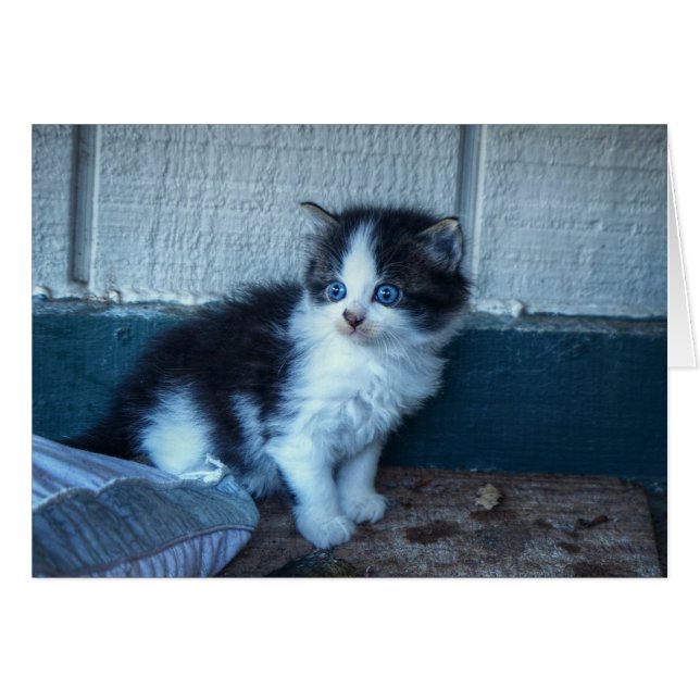 Black + White Kitten Hälsningskort (Framsidan Horizontal)