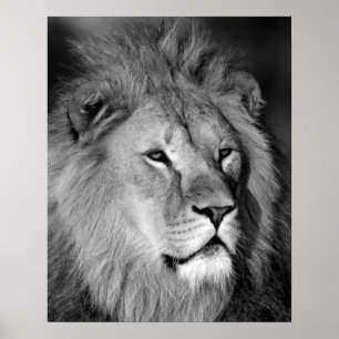 Black White Lejon - Djurfoto Art Poster