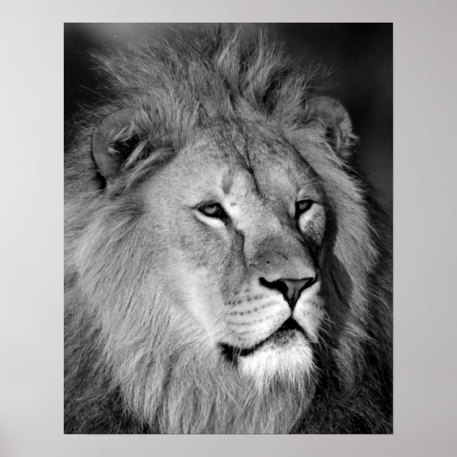 Black White Lejon - Djurfoto Art Poster (Framsidan)
