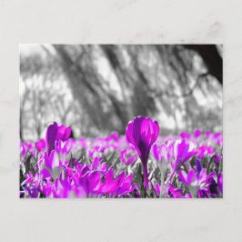 Black White Lila Flower Monochrome Vykort