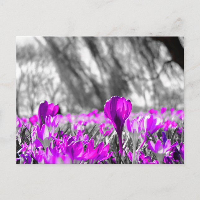 Black White Lila Flower Monochrome Vykort (Framsida)