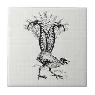 Black & White Line Teckning Lyre Bird Kakelplatta