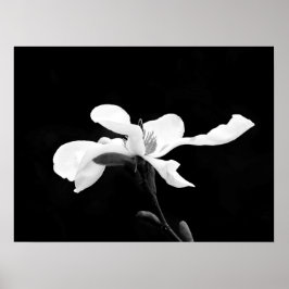 Black & White Magnolia Bloom Poster