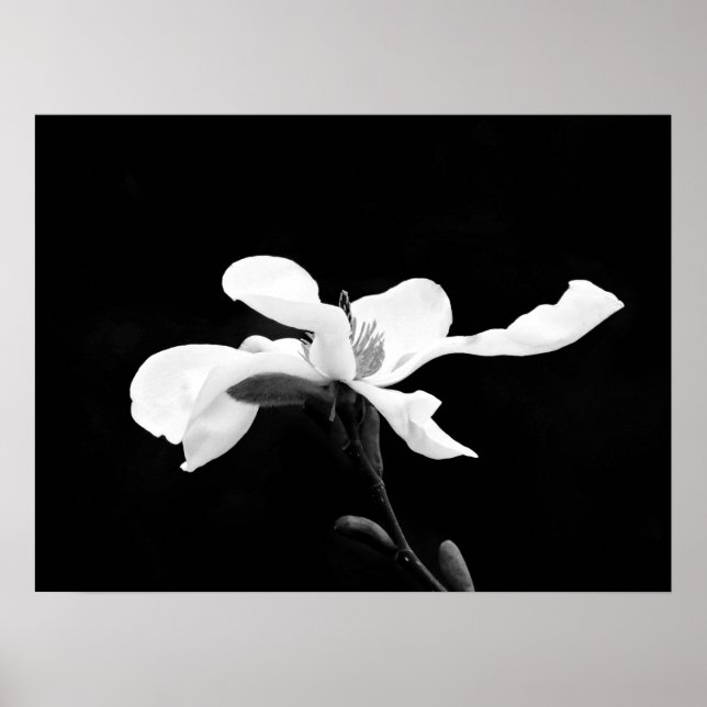 Black & White Magnolia Bloom Poster (Framsidan)