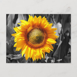 Black White Monochrome Gult Solros Vykort