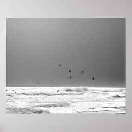 Black & White Ocean Horizon & Brown Pelicans 16 x Poster