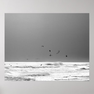 Black & White Ocean Horizon & Brown Pelicans 16 x Poster