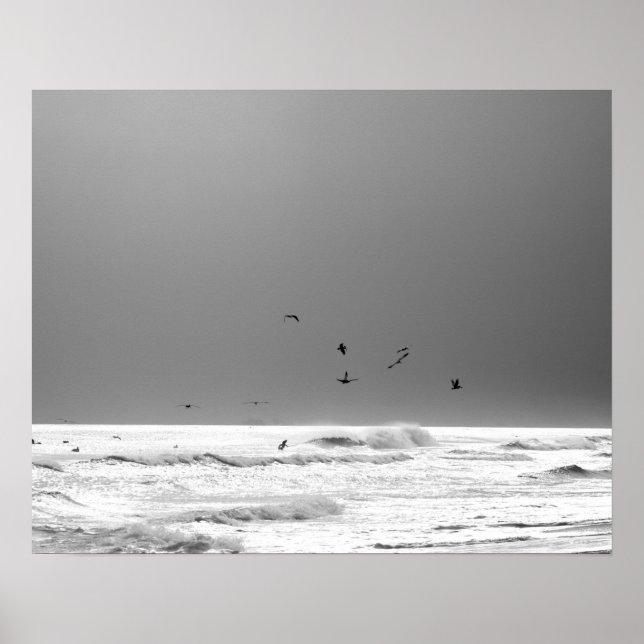 Black & White Ocean Horizon & Brown Pelicans 16 x  Poster (Framsidan)