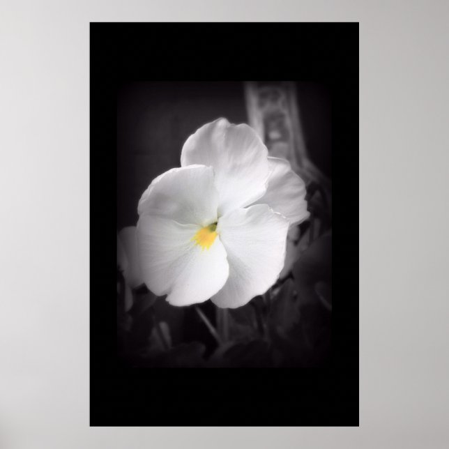 Black & White Pansy Poster (Framsidan)