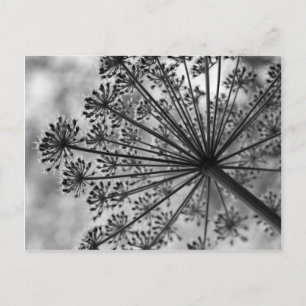 Black & White Queen Anne's Snöre Vykort