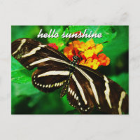 Black White Rand Butterfly Hej Sunshine Script