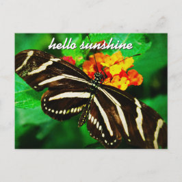Black White Rand Butterfly Hej Sunshine Script Vykort