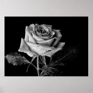 Black White Ro Poster