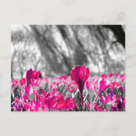 Black White Rosa Flower Monochrome Vykort