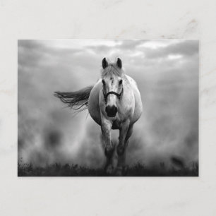 Black White Running Horse Freedom Vykort