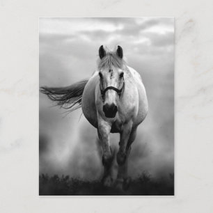 Black White Running Horse Freedom Vykort