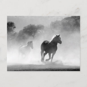 Black White Runses Freedom Vykort
