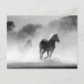 Black White Runses Freedom Vykort