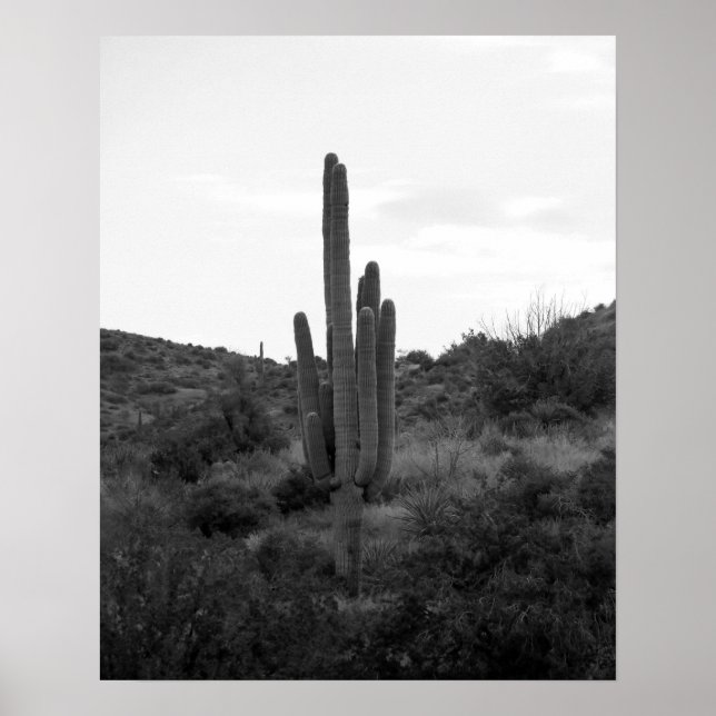 Black & White Saguaro Cactus 16 x 20 Poster (Framsidan)
