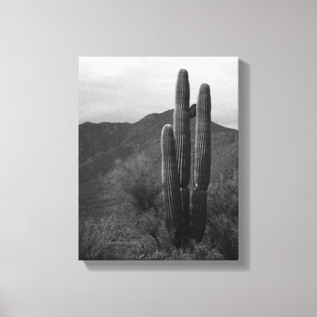 Black & White Saguaro Cactus in Backe 11x14 Canvastryck (Framsida)