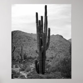 Black & White Saguaro Cactus in the Arizona 16x20 Poster
