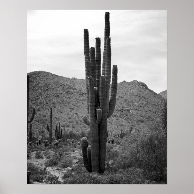 Black & White Saguaro Cactus in the Arizona 16x20 Poster (Framsidan)