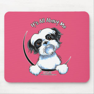Black/White Shih Tzu IAAM Musmatta