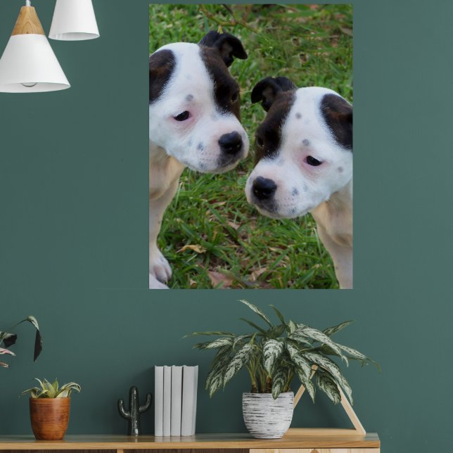 Black White Stafford Bull Terrier Puppies Poster (Vardagsrum 1)
