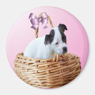 Black White Stbudsdshire Puppy, Magnet