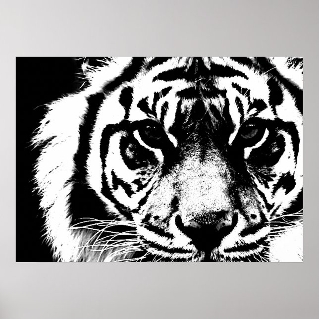 Black & White Sumatran Borneo Tiger Ögon Poster (Framsidan)