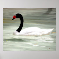 Black & White Svan, Love Bird