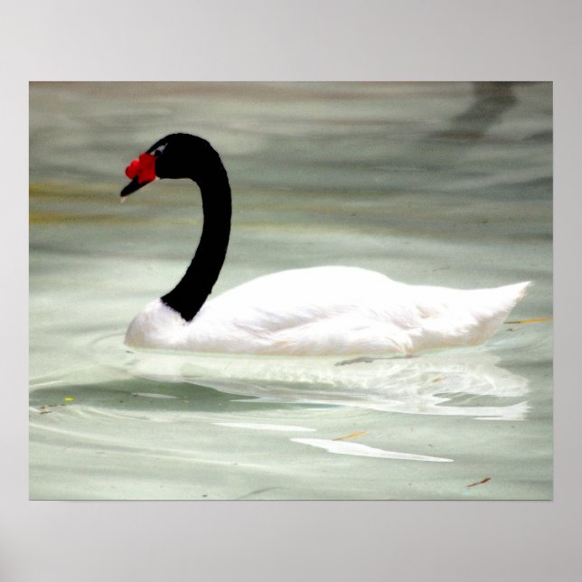 Black & White Svan, Love Bird Poster (Framsidan)