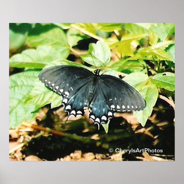 Black White Swallowtail Butterfly Photo Poster (Framsidan)