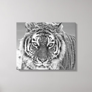Black White Tiger Winter Photo Snö Mountain Canvastryck
