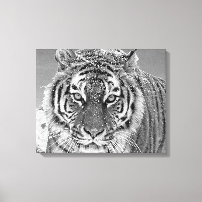 Black White Tiger Winter Photo Snö Mountain Canvastryck (Framsida)
