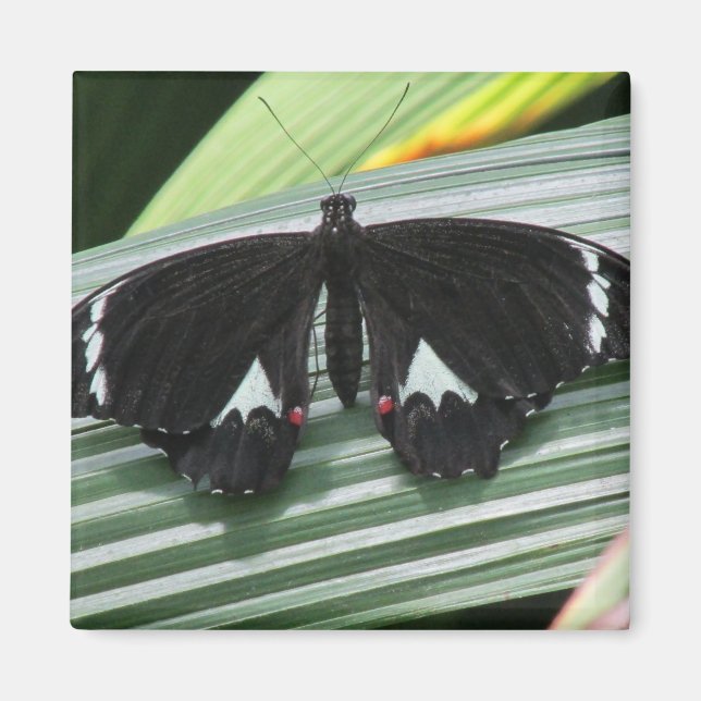 Black & White Tropical Butterfly Magnet (Framsidan)