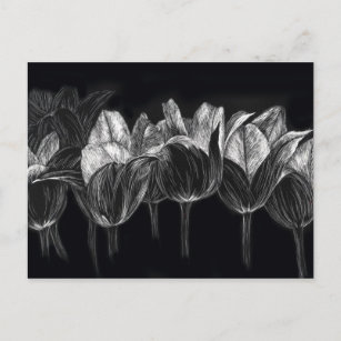 Black White Tulip Garden Flower Scratchboard Art Vykort