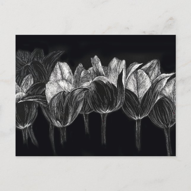 Black White Tulip Garden Flower Scratchboard Art Vykort (Framsida)