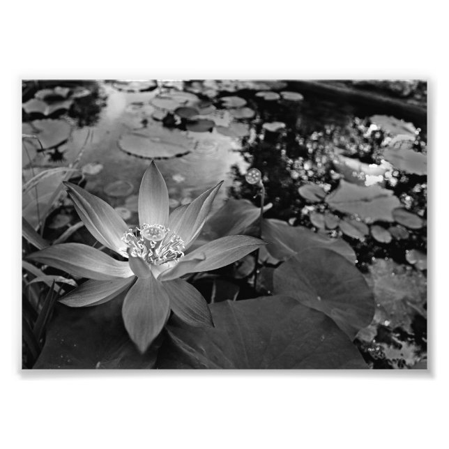 Black & White Vatten Lilly Fototryck (Framsidan)